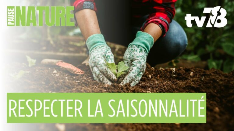 Pourquoi respecter la saisonnalité des légumes ?