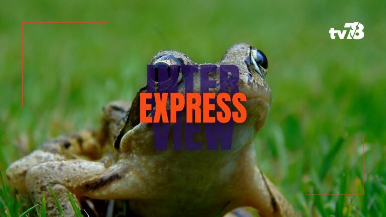 « Yvelines Environnement » lance son nouveau jeu concours sur les amphibiens