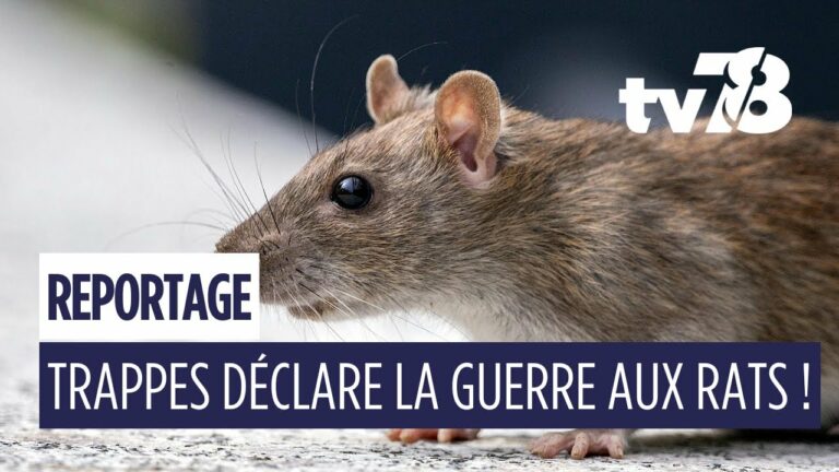 Trappes expérimente une dératisation écologique avec des furets et des chiens