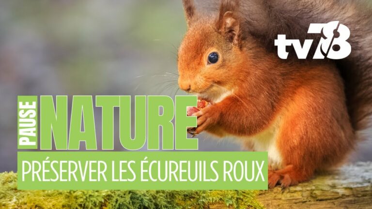 Les rendez-vous de tv78