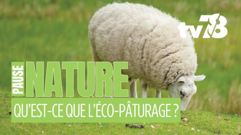 Écologie : de l’éco-pâturage dans les Yvelines !