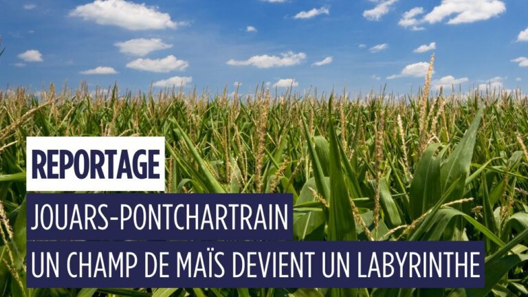 À Jouars-Pontchartrain, un champ de maïs devient terrain de jeu géant