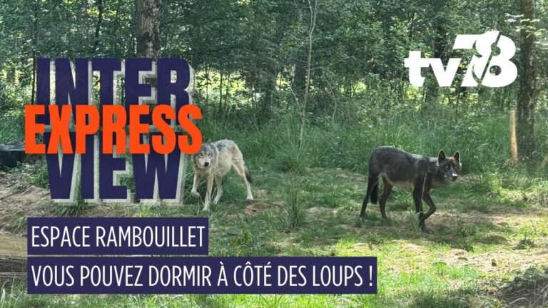Espace Rambouillet : une nuit en bivouac au plus près des loups