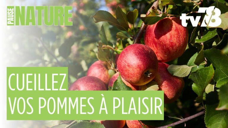 Cueillette de pommes aux vergers de Plaisir : une sortie nature et locale