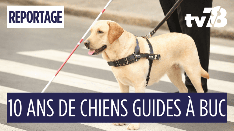 Buc fête 10 ans de chiens guides : 600 chiots, 75 vies transformées