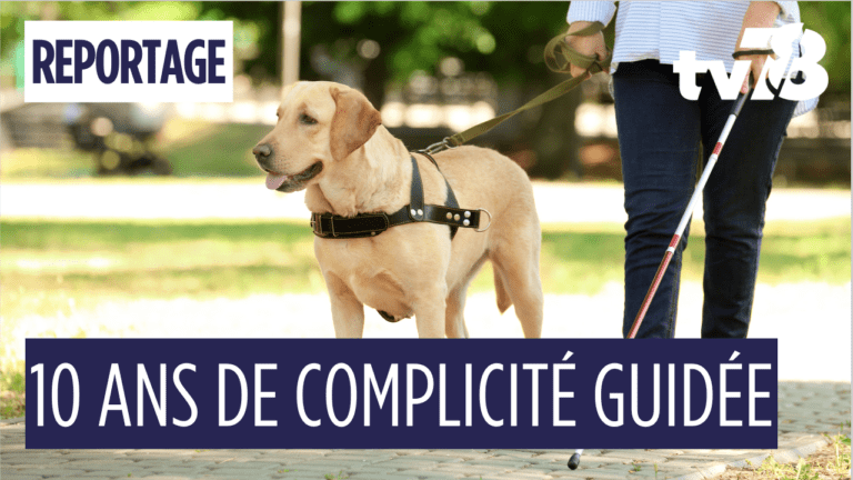 Buc fête 10 ans de chiens guides : 600 chiots, 75 vies transformées