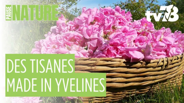 Dans les Yvelines, Elsa Mauboussin fait pousser le bien-être avec ses plantes médicinales