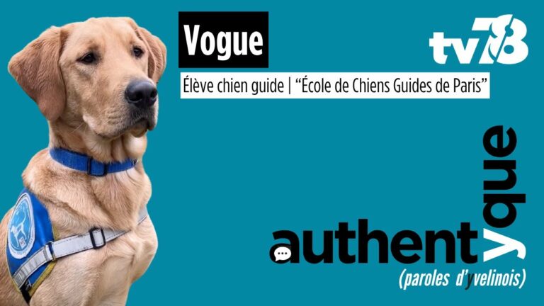À Buc, Vogue poursuit sa formation pour devenir chien guide auprès d’une personne aveugle