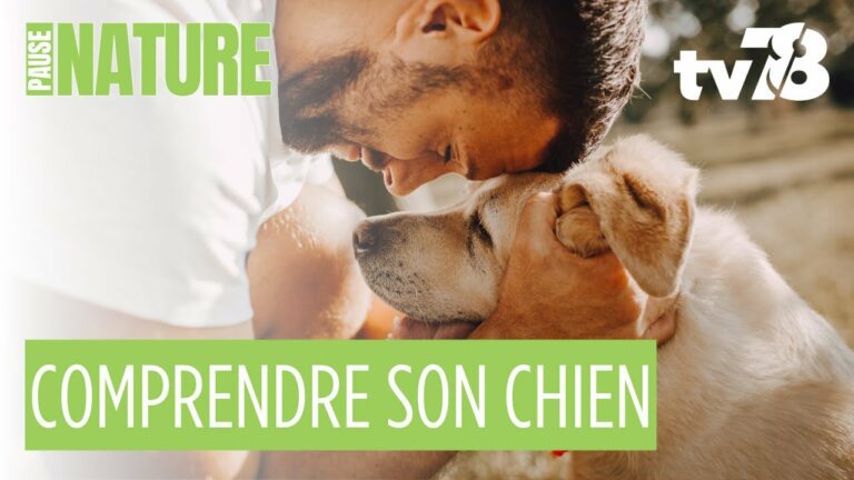 Langage du chien : comment comprendre les signaux de votre compagnon ?