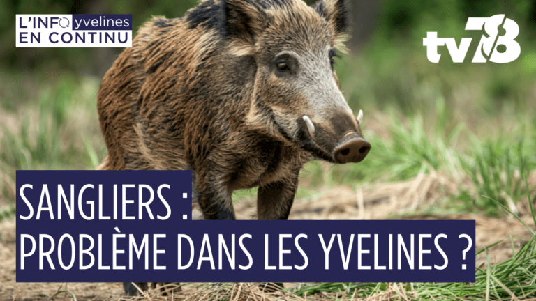 Une collision de Sanglier à SQY, qu’en est-il dans les Yvelines ?