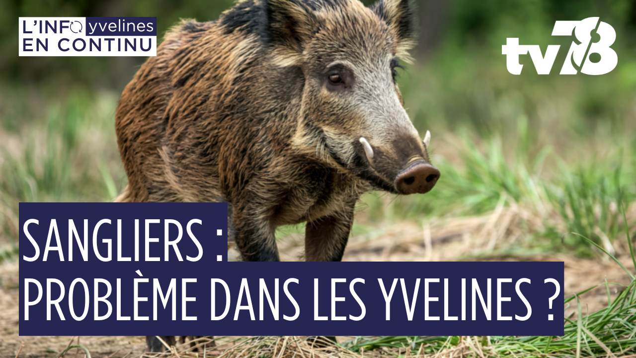 Une collision de Sanglier à SQY, qu’en est-il dans les Yvelines ?