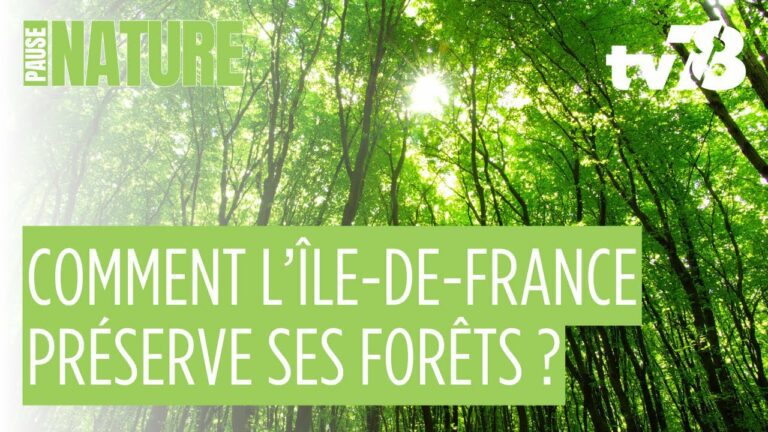 Forêts franciliennes : comment Île-de-France Nature agit pour préserver ces espaces fragiles ?