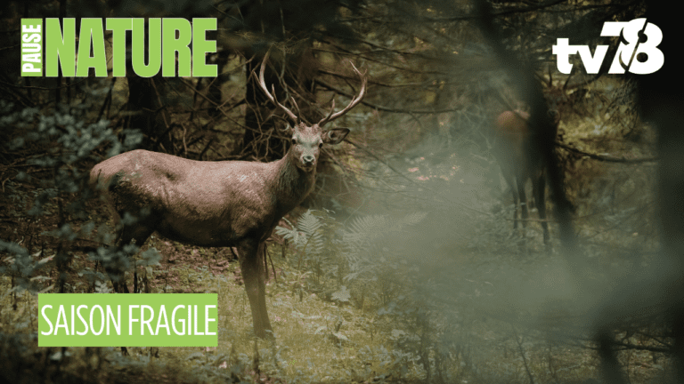 Printemps : comment profiter de la nature sans perturber la faune dans les Yvelines