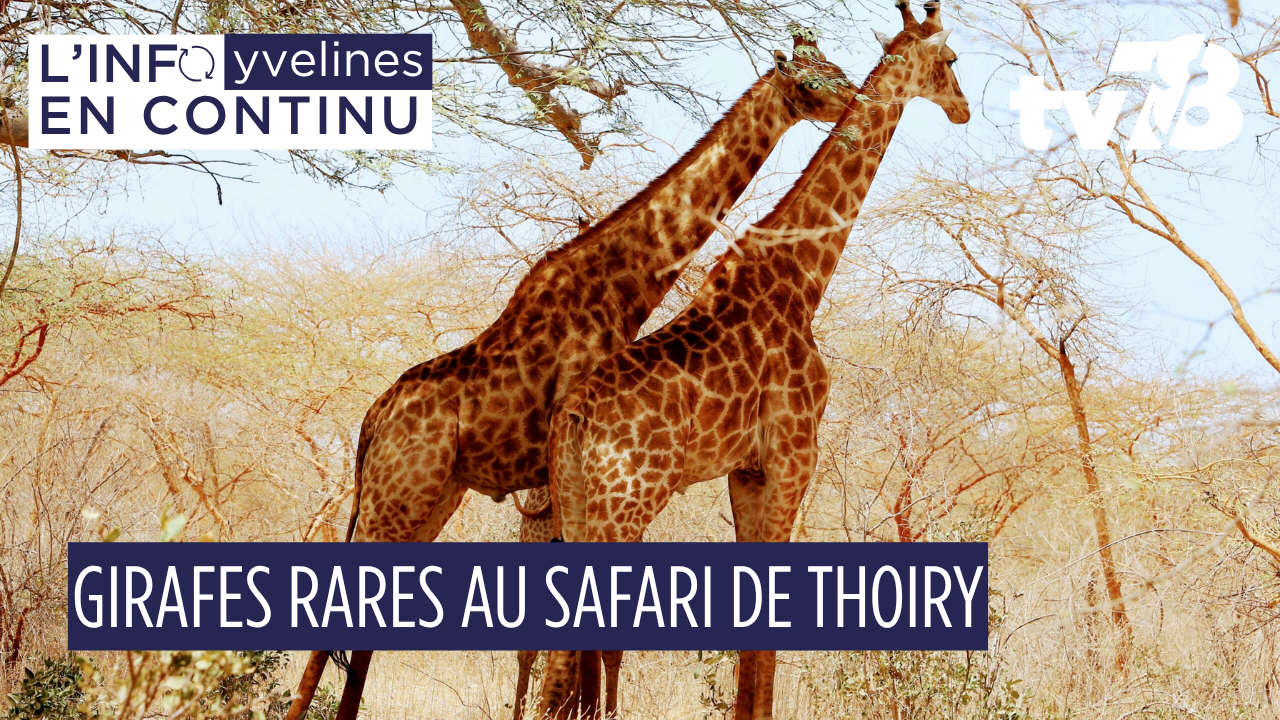 À Thoiry, deux girafes de Kordofan rejoignent le Wow Safari pour préserver une espèce en danger