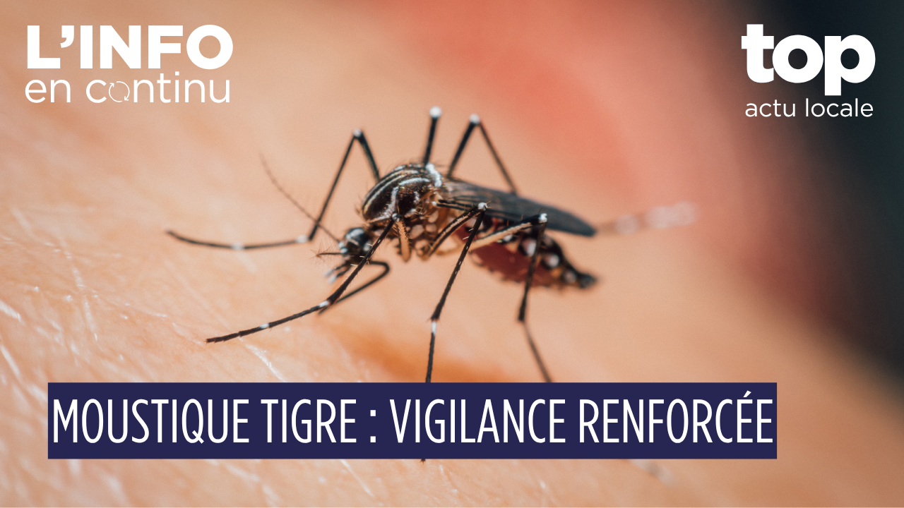 Moustique tigre en Île-de-France : la surveillance renforcée débute le 1er mai 2026