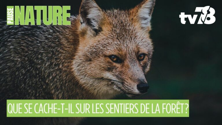 Renards, blaireaux, chevreuils : l’incroyable défilé sauvage dans les forêts des Yvelines