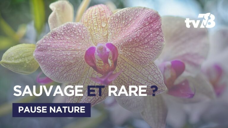 Yvelines : saurez-vous identifier ces 4 fleurs sauvages du printemps ?