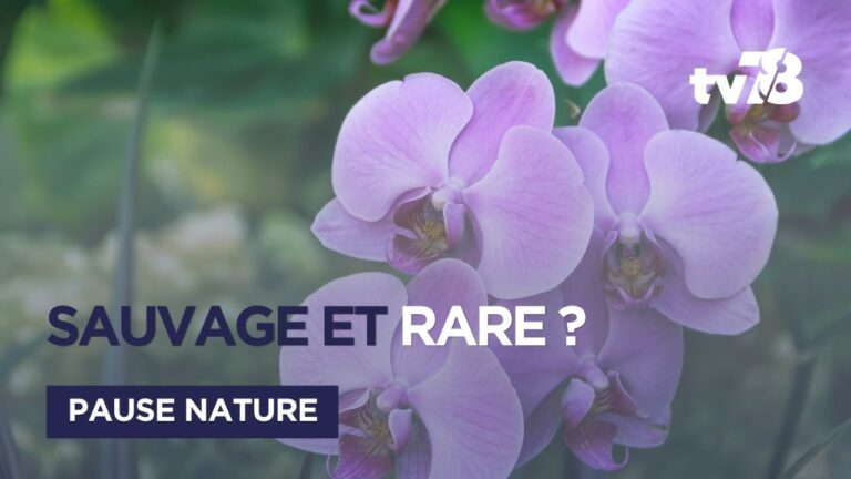 Yvelines : saurez-vous identifier ces 4 fleurs sauvages du printemps ?