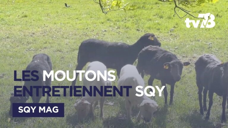 À Saint-Quentin-en-Yvelines, les moutons entretiennent aussi la ville