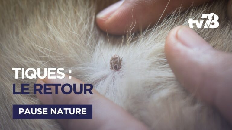 Tiques et maladie de Lyme : le guide complet pour se protéger en forêt