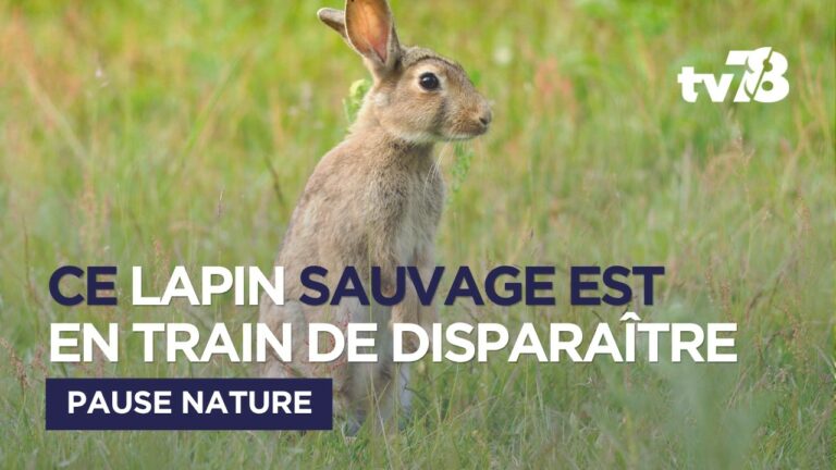Lapin de Garenne : pourquoi cette espèce sauvage disparaît peu à peu des campagnes françaises ?