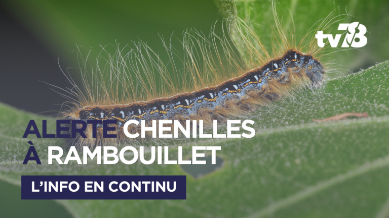 Chenilles processionnaires : la forêt de Rambouillet fermée jusqu’au 5 juin