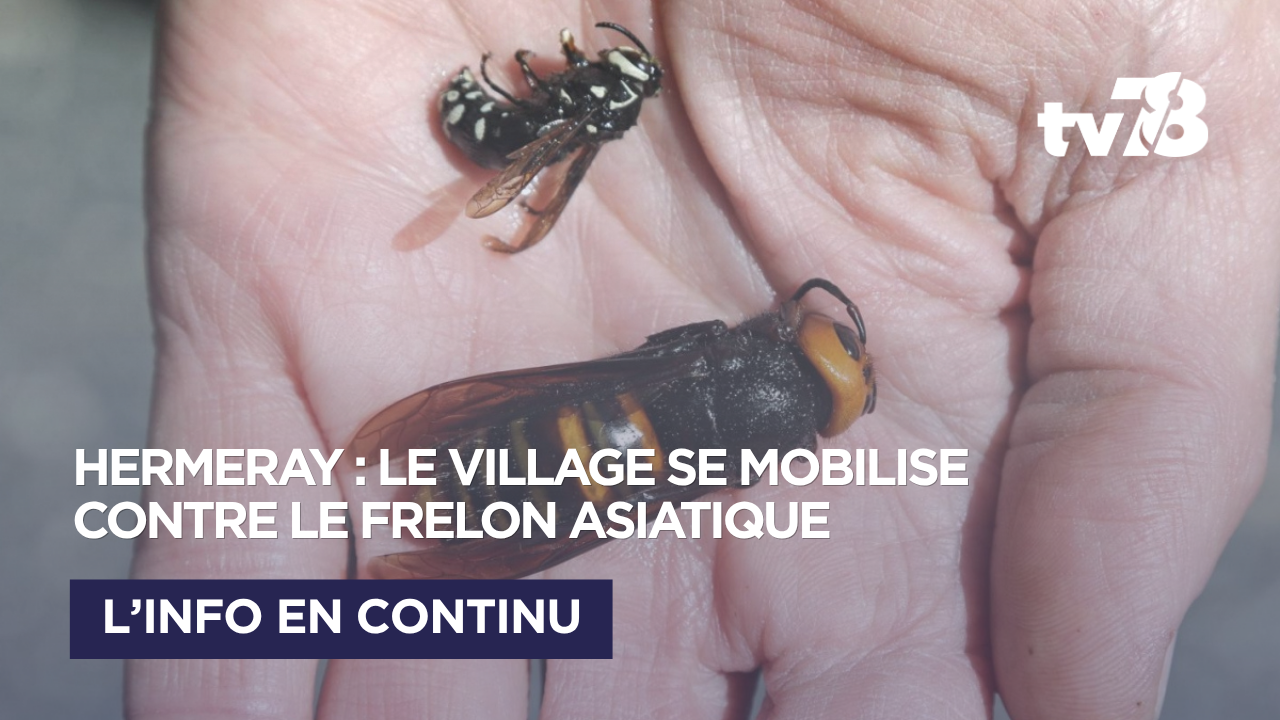 Hermeray : le village passe à l’offensive contre le frelon asiatique avant même le plan départemental
