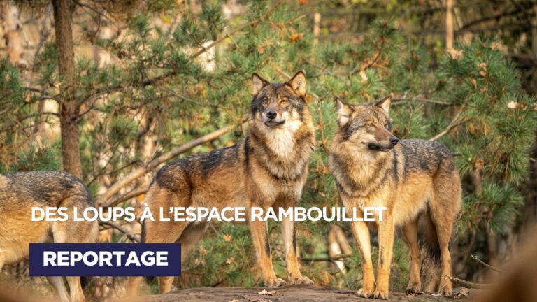 Des loups à l&rsquo;Espace Rambouillet