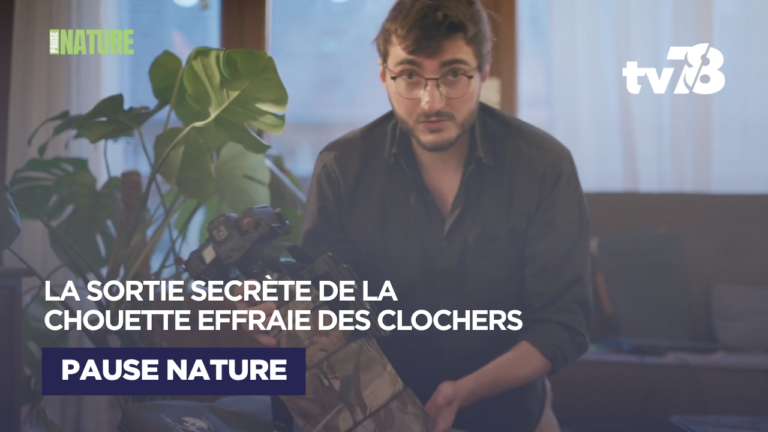 Effraie des clochers : une immersion au cœur de la nuit