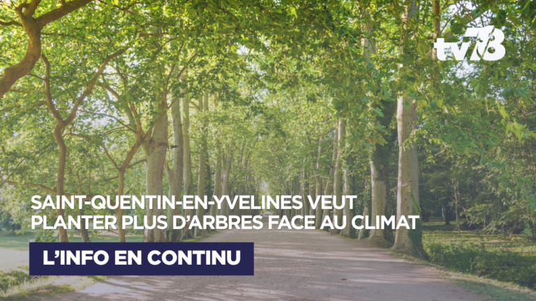 Saint-Quentin-en-Yvelines veut renforcer la place des arbres face au changement climatique