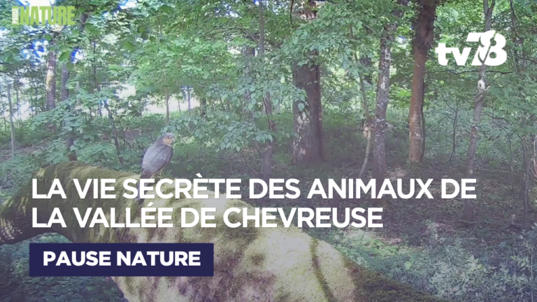 La vie secrète des animaux de la vallée de Chevreuse captée par une caméra