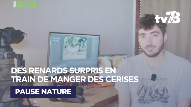 Des renards surpris en train de manger des cerises : une scène aussi rare qu&rsquo;inattendue