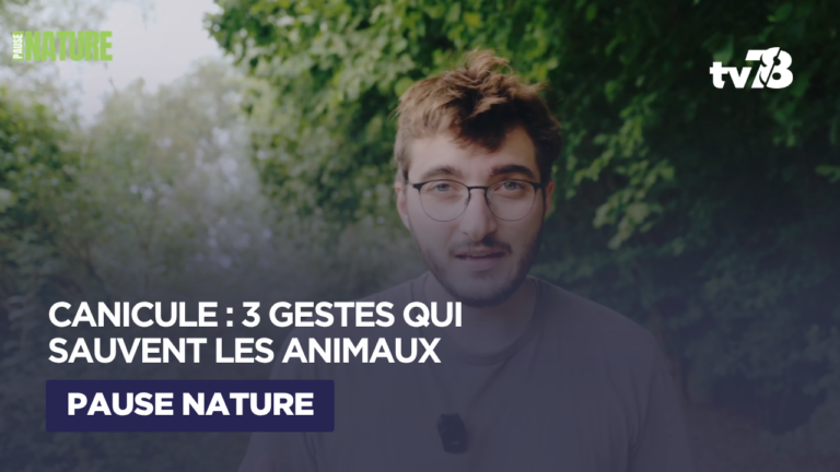 Aider les animaux pendant la canicule : 3 gestes simples pour protéger la biodiversité