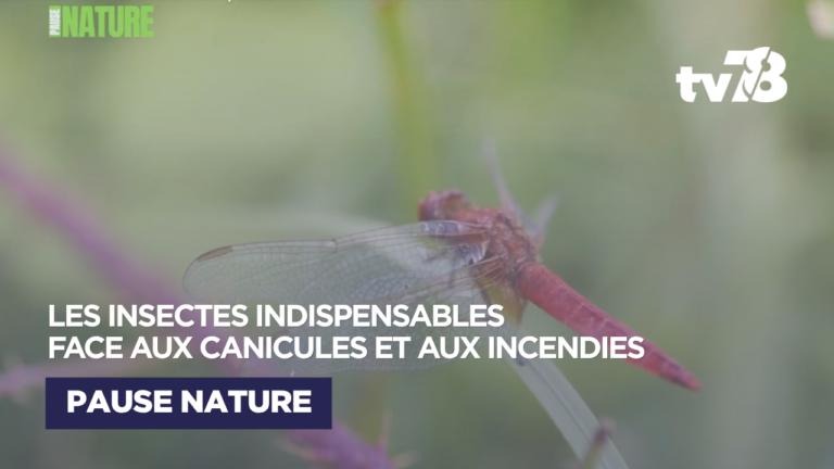 Zones humides : des insectes essentiels face aux canicules et aux incendies