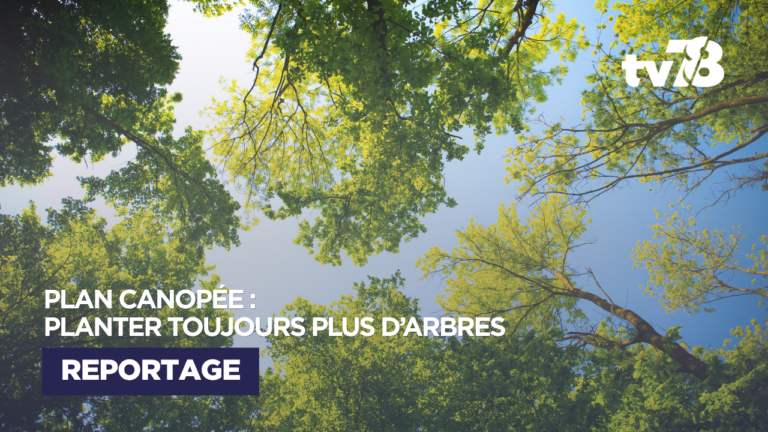 Plan Canopée : un plan sur 9 ans pour planter plus d&rsquo;arbres