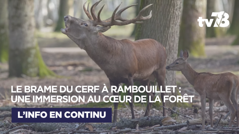 À l’Espace Rambouillet, le brame du cerf se vit au cœur de la forêt