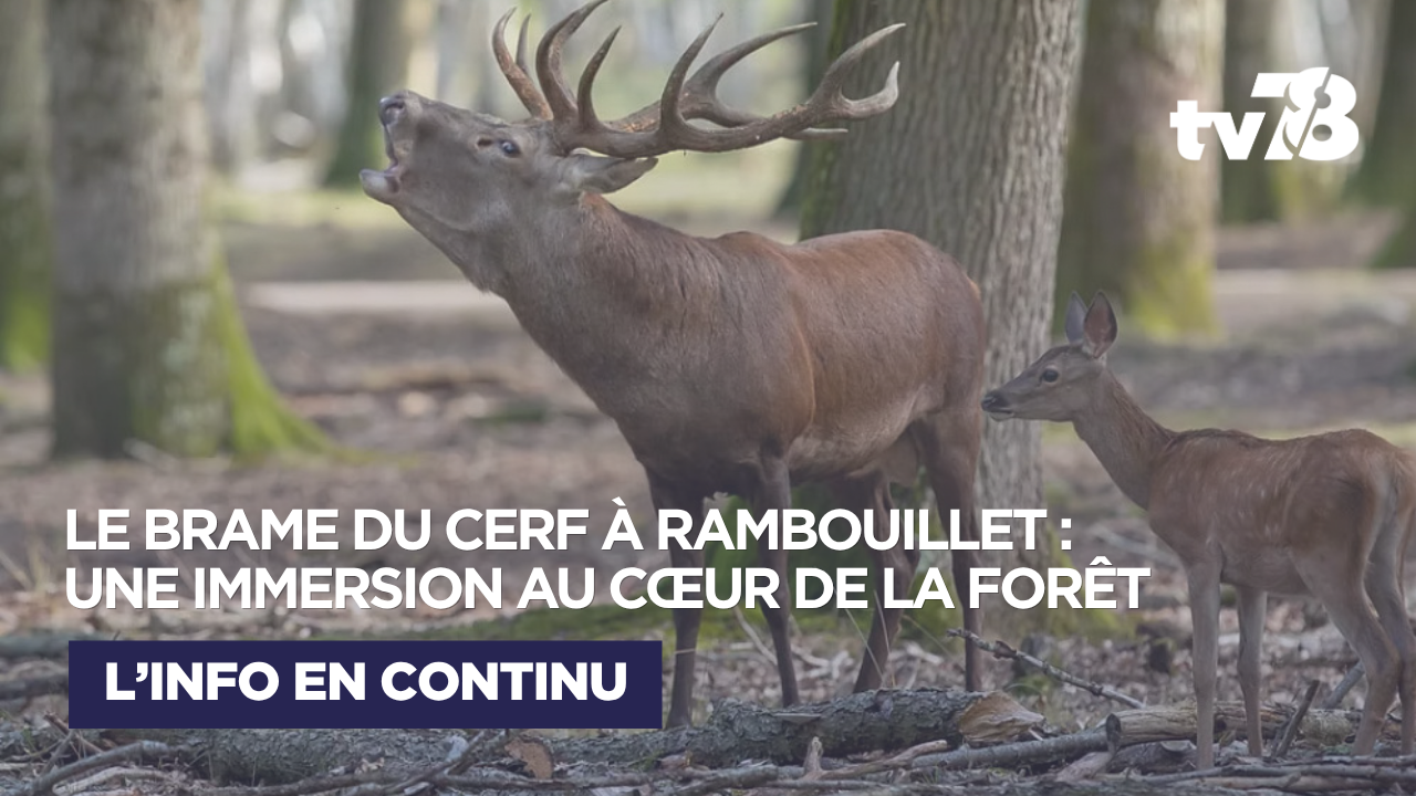 À l’Espace Rambouillet, le brame du cerf se vit au cœur de la forêt