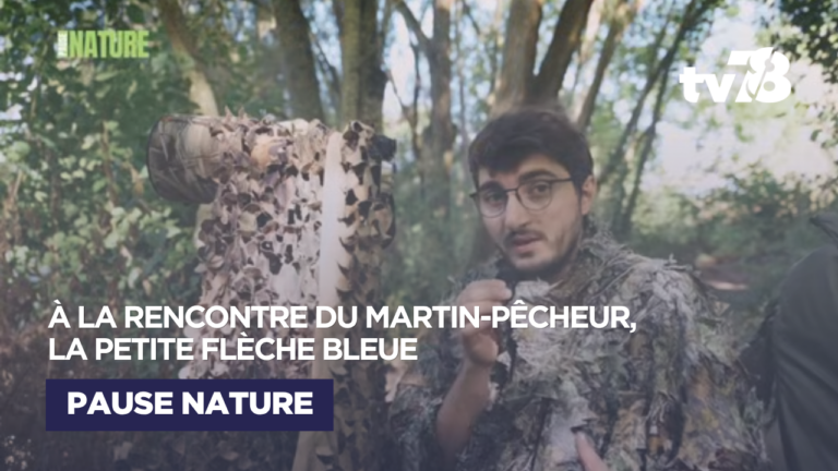 Martin-pêcheur dans les Yvelines : comment l’observer