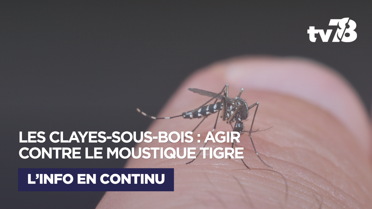 Les Clayes-sous-Bois : contre le moustique tigre, la bataille du printemps se joue dès maintenant