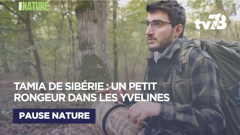 Le tamia de Sibérie s’installe dans les forêts des Yvelines