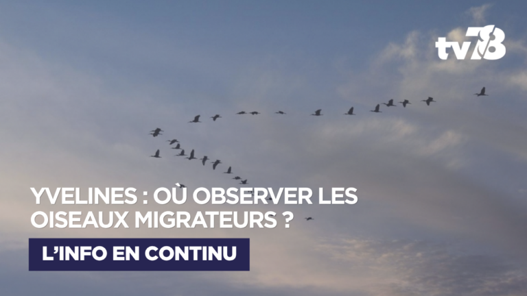 Yvelines : ces espaces naturels deviennent des refuges pour les oiseaux migrateurs