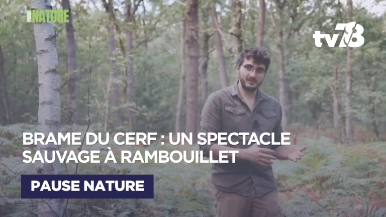 Yvelines : le brame du cerf résonne en forêt de Rambouillet