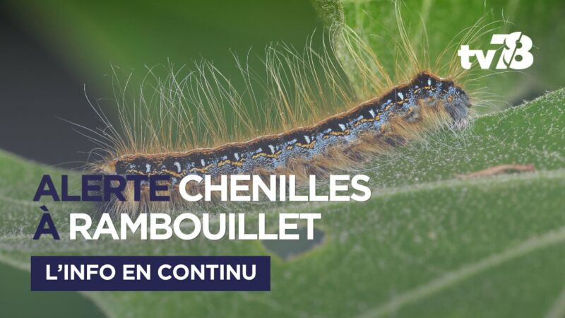 Image for the Tweet beginning: ⚠️ Forêt de Rambouillet fermée